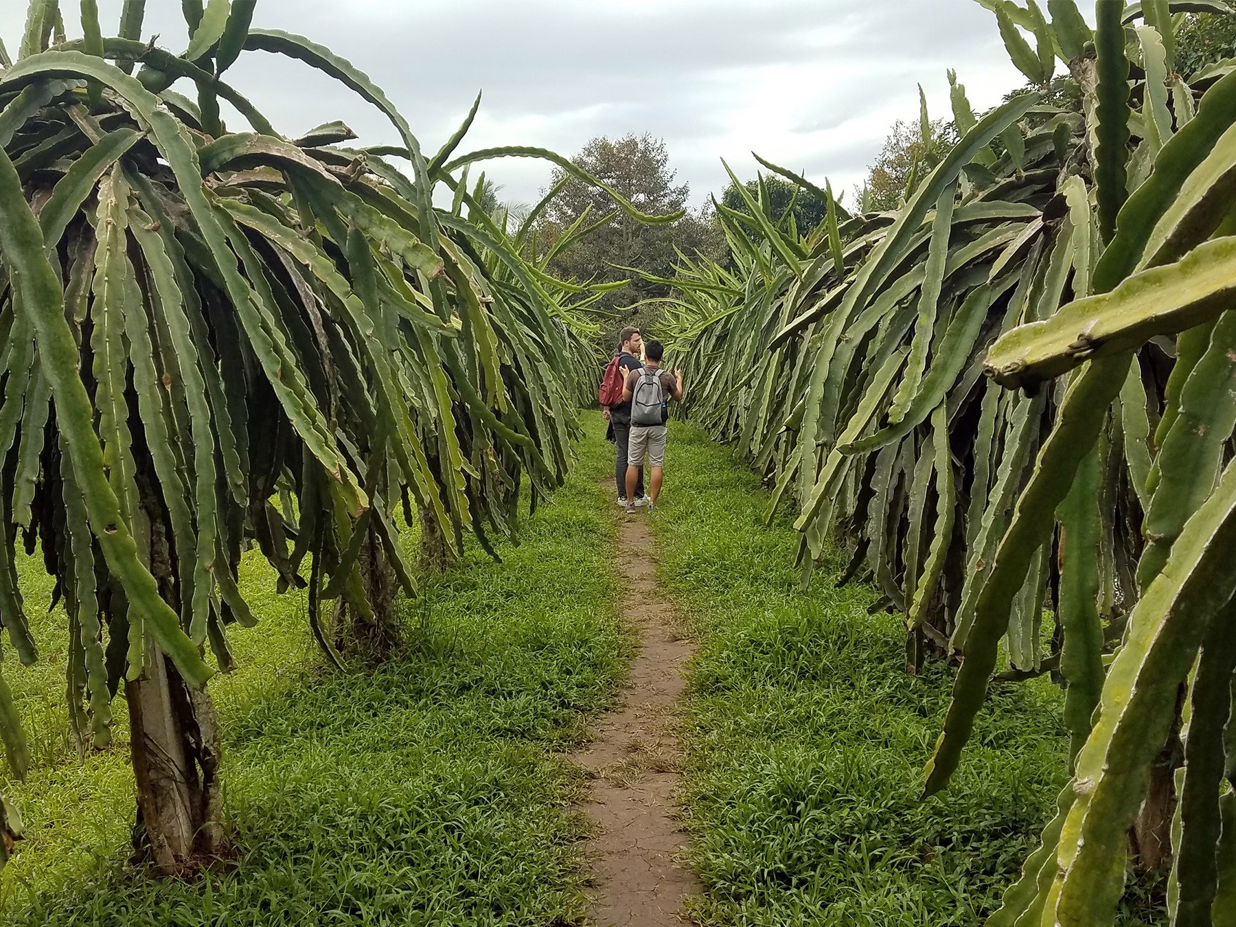 Dragon fruit trees in a fruit orchard in Can Tho Carousel Dragon Fruit Trees In A Fruit Orchard In Can Tho 2