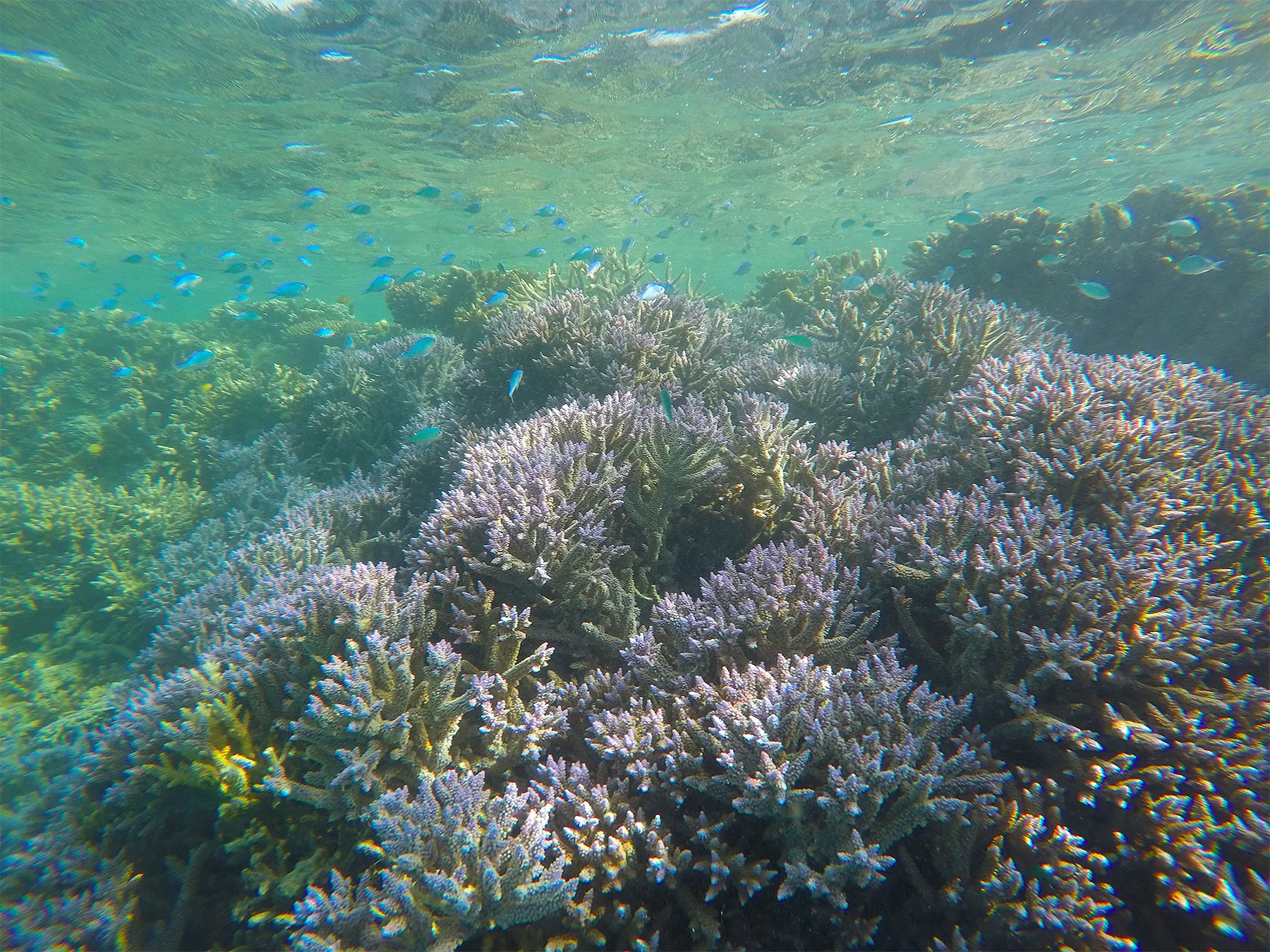 Carousel GBRF Site4 Coral Reefs.jpg