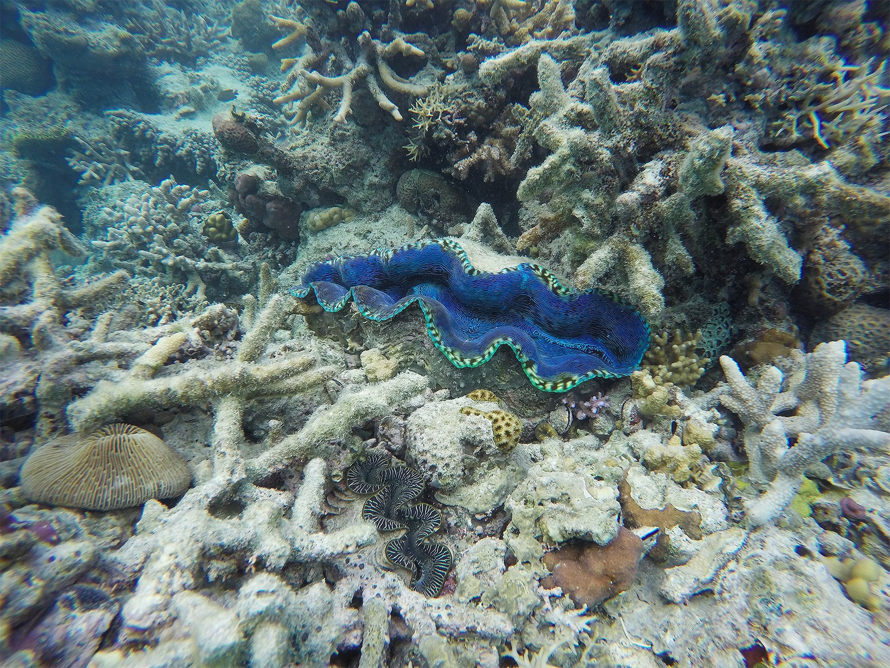 coral reef bleaching