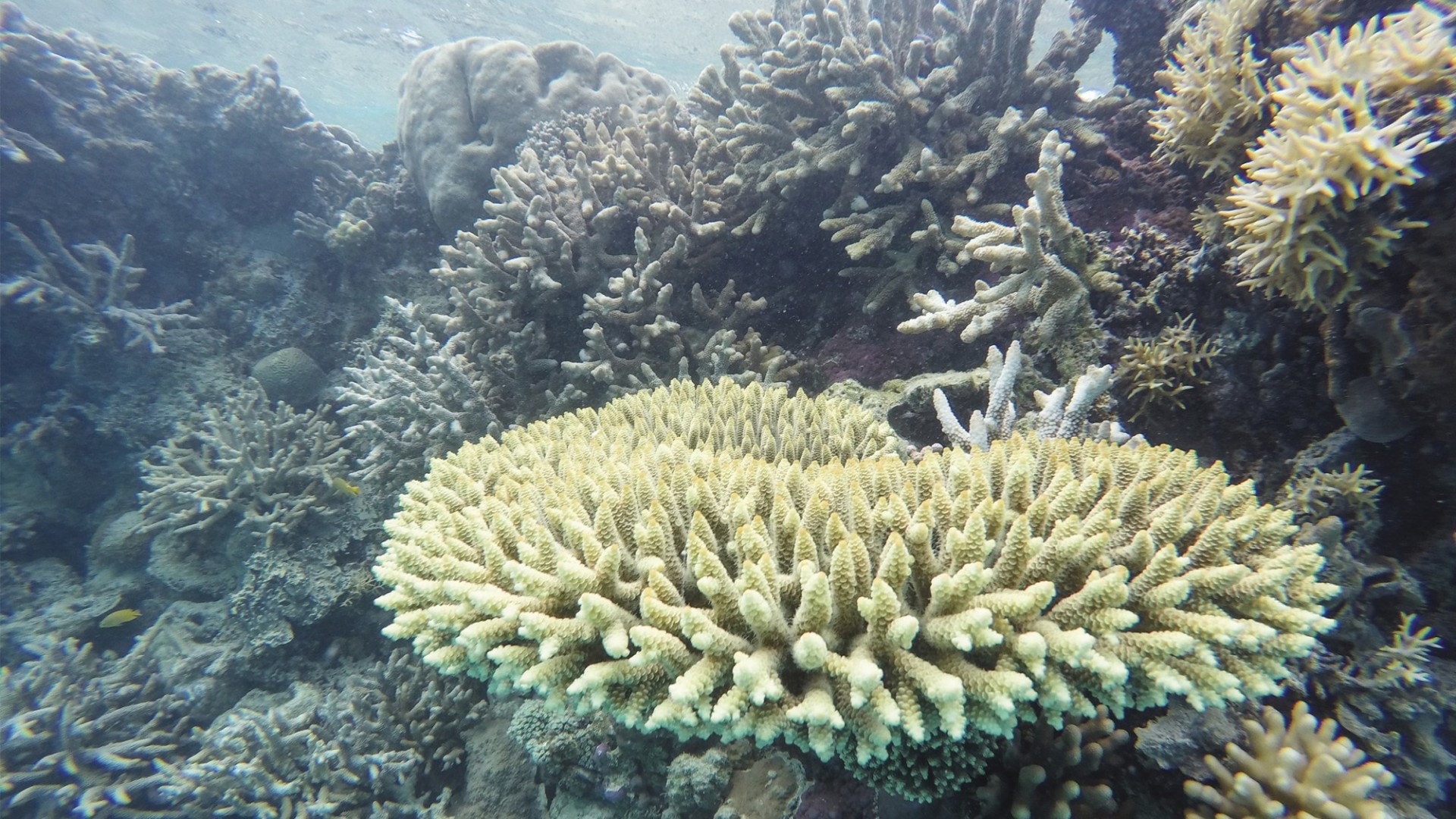 coral reef