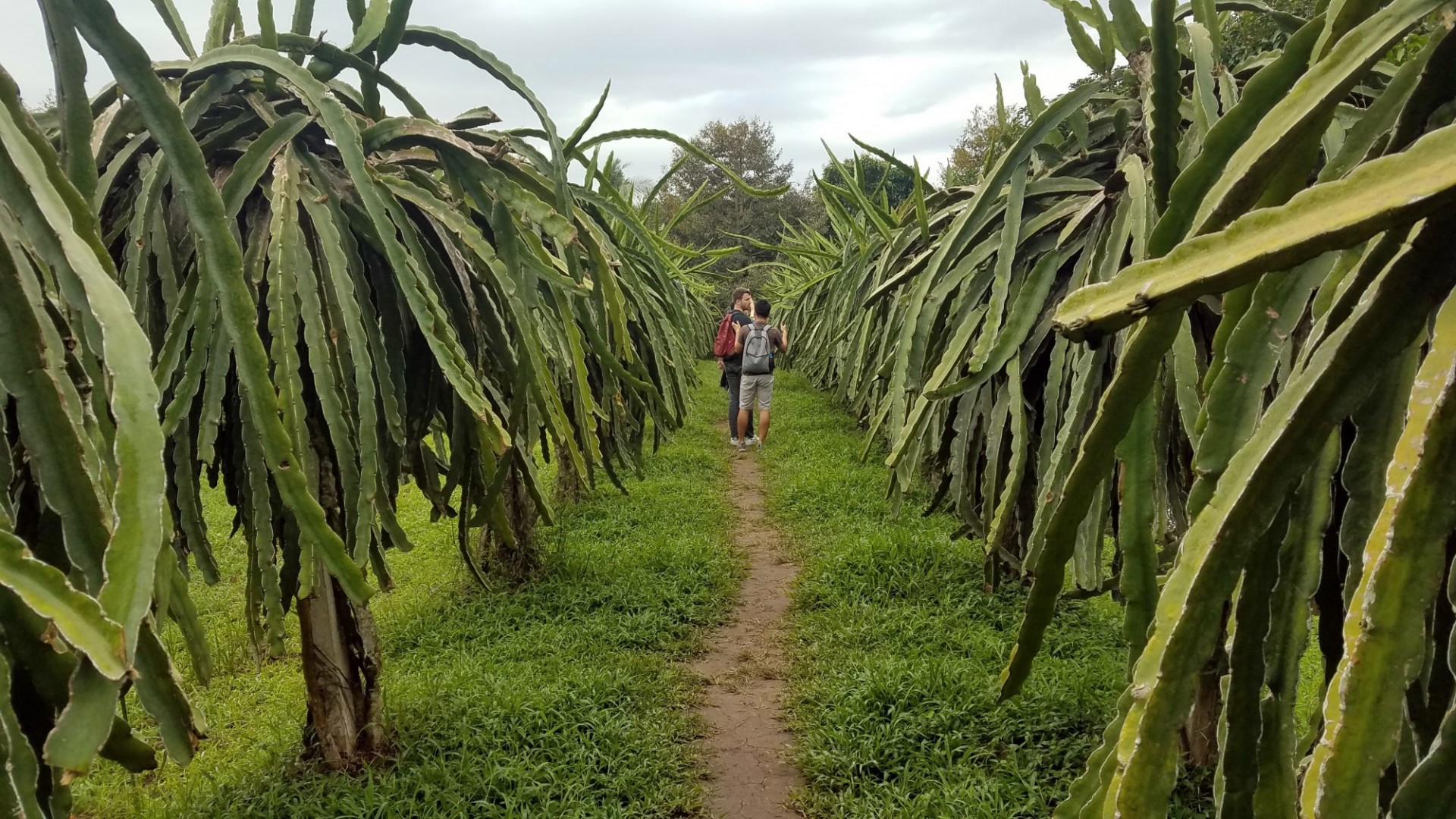 Dragon fruit trees in a fruit orchard in Can Tho